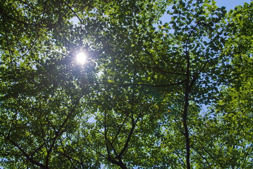葉の隙間から差し込む木漏れ日の日差し