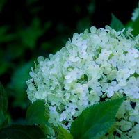 緑の葉に囲まれた白い紫陽花の花の写真