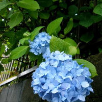 ブロック塀の前に咲く青い紫陽花の写真