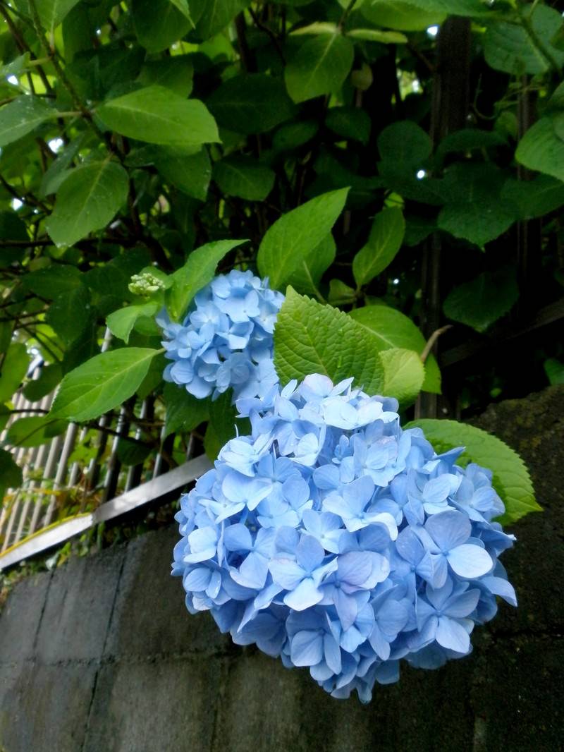ブロック塀の前に咲く青い紫陽花