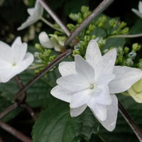 フェンス越しに咲くガクアジサイの花の写真