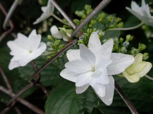 フェンス越しに咲くガクアジサイの花