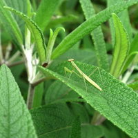 葉っぱの上にいる緑のチビカマキリの写真