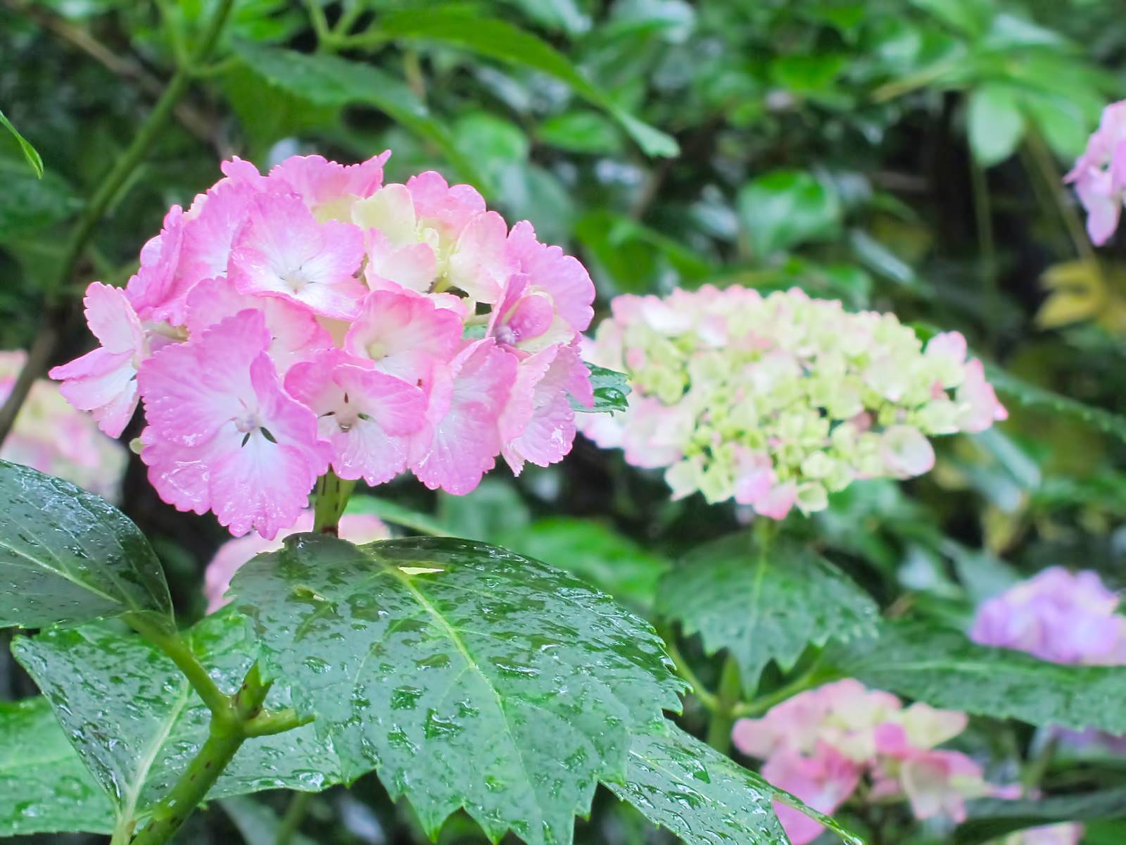 雨粒がのったピンク色の紫陽花