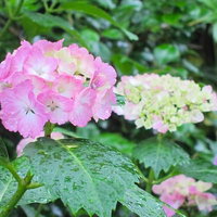 雨粒がのったピンク色の紫陽花の写真