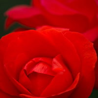 花びらが幾重にも重なる赤いバラの中心部アップの写真