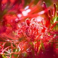 画面いっぱいに赤い花が埋め尽くす彼岸花の群生の写真