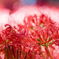 淡い赤色に包まれる彼岸花の写真
