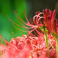 日差しを受けて花びらが透ける赤い彼岸花のクローズアップの写真