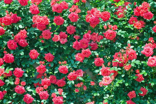 ピンクや赤のバラが壁一面を覆い尽くすバラの壁