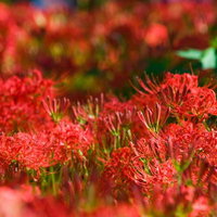 緑の草地を赤く染める群生する彼岸花の風景の写真