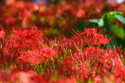 緑の草地を赤く染める群生する彼岸花の風景