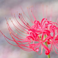 ピンクの彼岸花（曼珠沙華）一輪のアップの写真