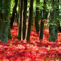 赤い彼岸花が木々の足元を埋め尽くす秋の風景の写真