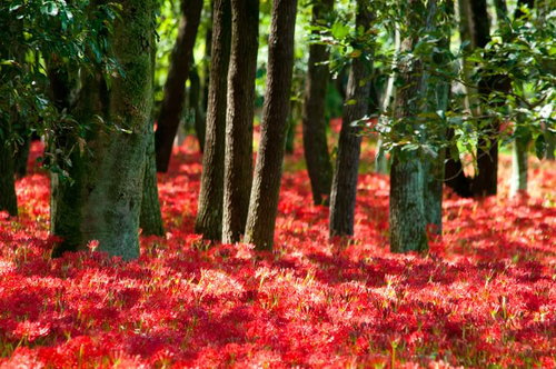 赤い彼岸花が木々の足元を埋め尽くす秋の風景