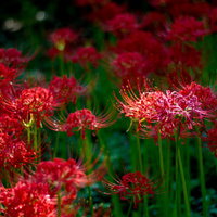 暗い背景に赤い花びらが浮かび上がる闇の中の彼岸花の写真