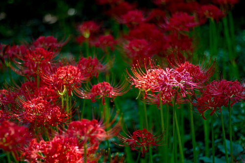 暗い背景に赤い花びらが浮かび上がる闇の中の彼岸花