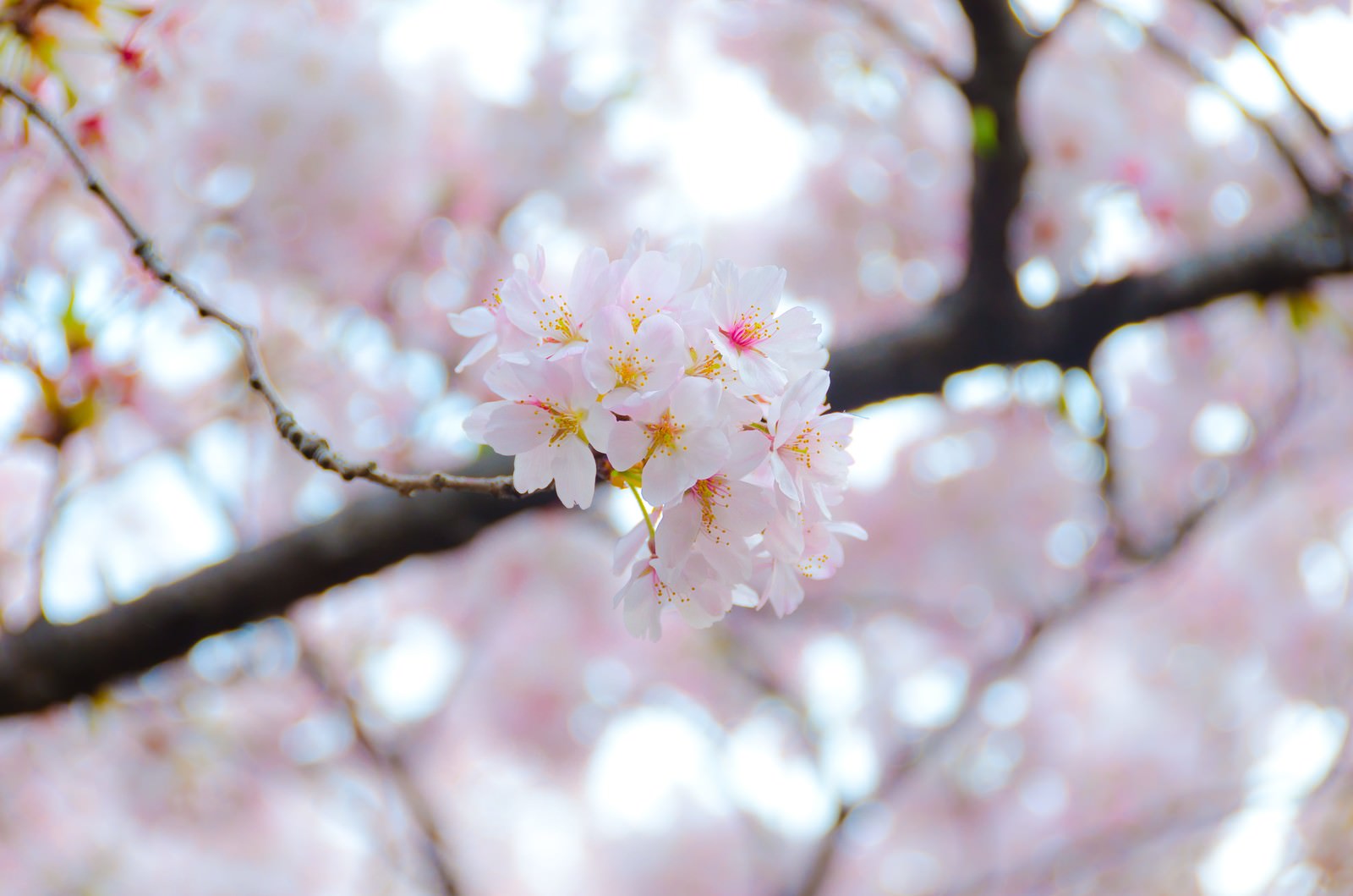 満開の桜の花房と枝