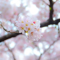 枝いっぱいにピンクの花びらが広がる満開の桜の接写の写真