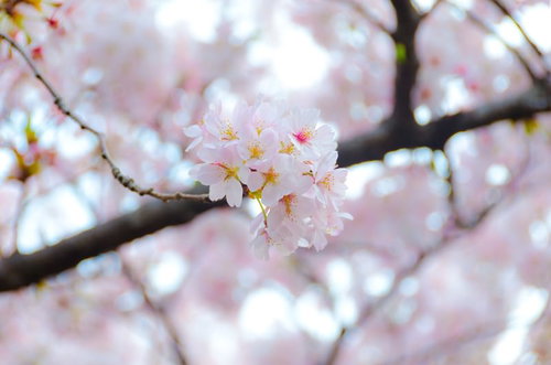 枝いっぱいにピンクの花びらが広がる満開の桜の接写