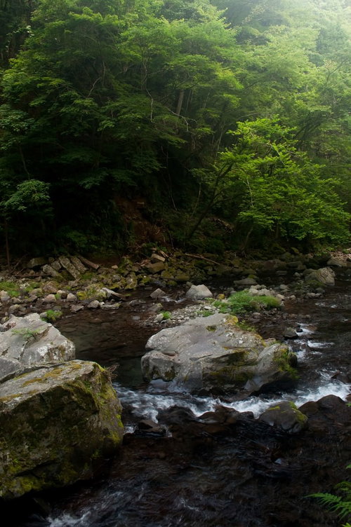 苔むした岩の間を清らかに流れる上流の川の水