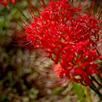 暗がりの中で細い花びらがカールして咲く赤い彼岸花の写真