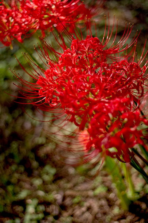 暗がりの中で細い花びらがカールして咲く赤い彼岸花
