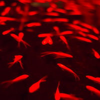 暗い水の中で赤い体とひれが浮かぶ泳ぐ金魚の写真