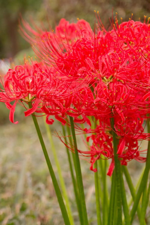 緑の背景にぼけた中で1輪咲く赤い彼岸花
