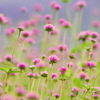 丸いピンクと紫の花が集まるセンニチコウの群生の写真