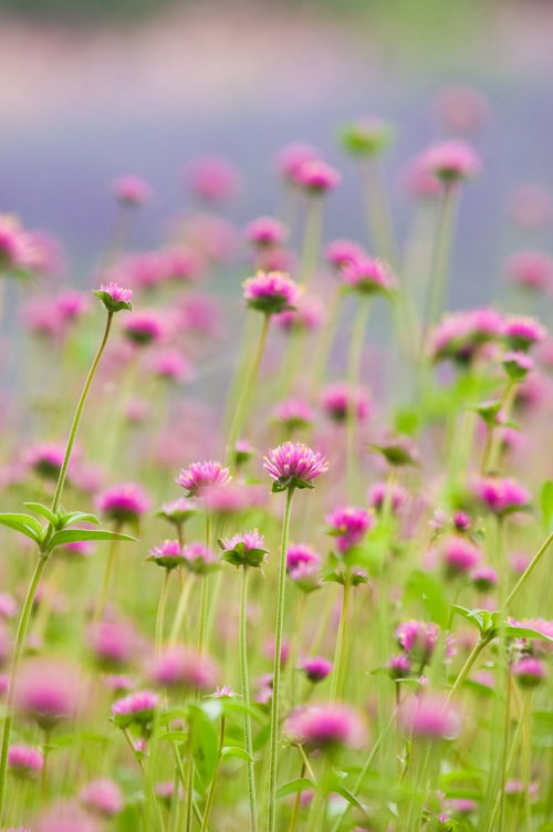 丸いピンクと紫の花が集まるセンニチコウの群生