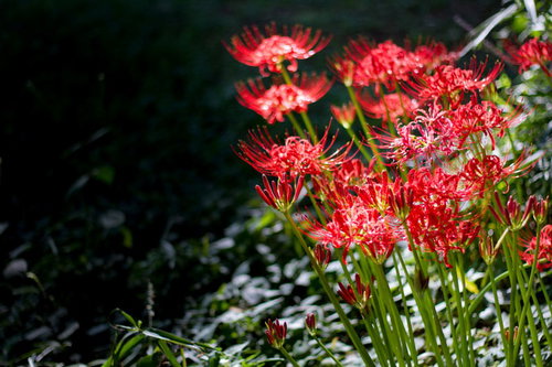 緑の隅でそっと1輪だけ咲く控えめな赤い彼岸花