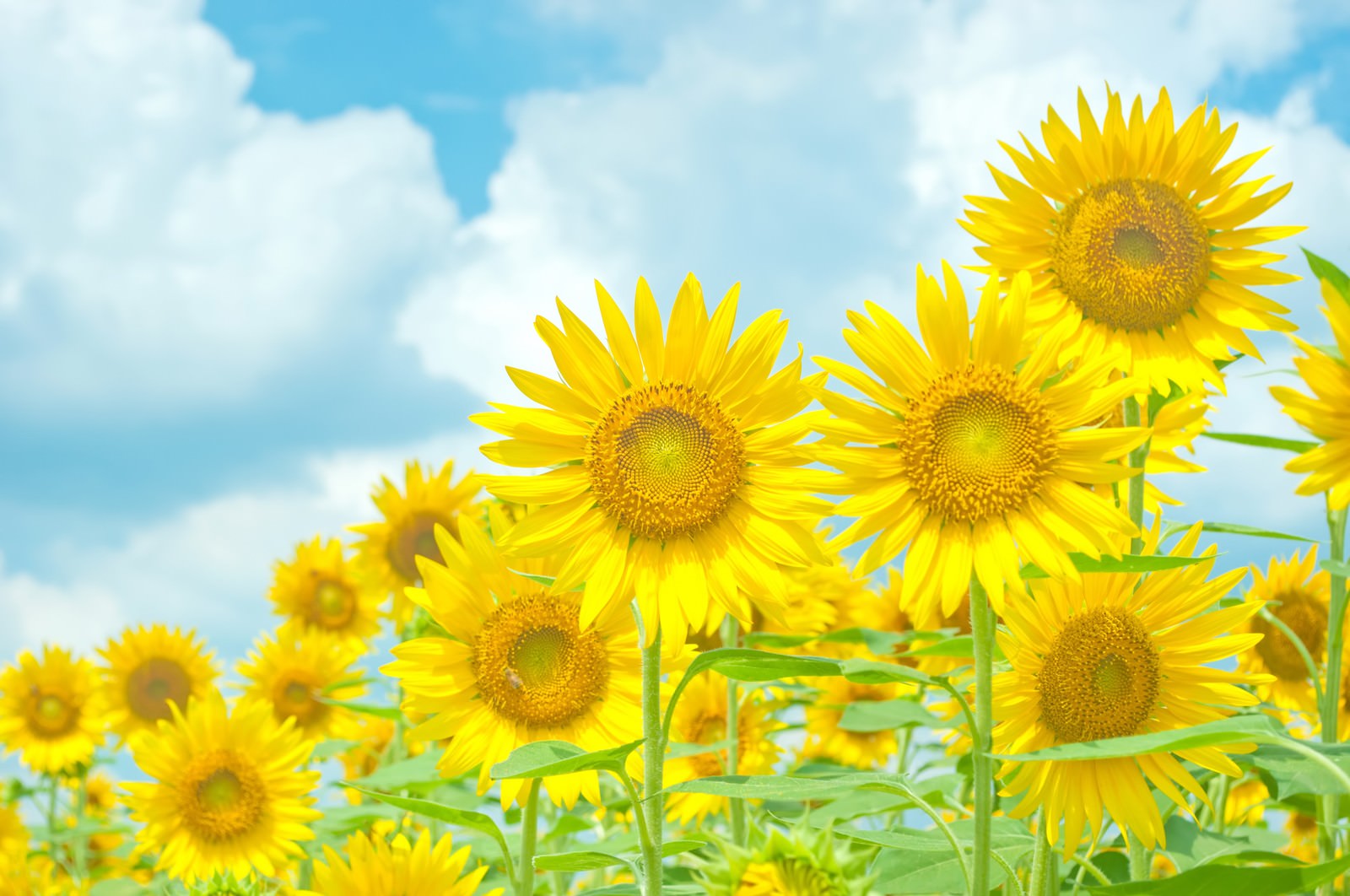 青空に花びらを広げる向日葵