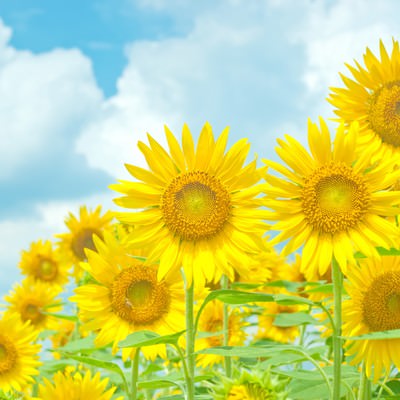 Sunflowers in summer — free Japanese summer stock photo