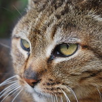 ぼけた背景の中で横を向いてじっとする猫の横顔の写真
