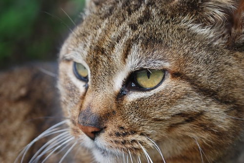 ぼけた背景の中で横を向いてじっとする猫の横顔