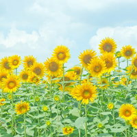 一面に黄色い花が広がる座間の向日葵畑の風景の写真