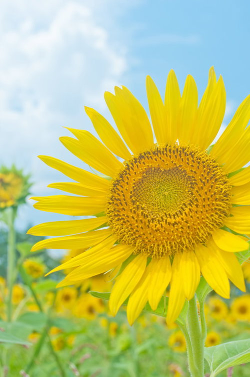 茶色い種が密集する大きな向日葵の花の接写