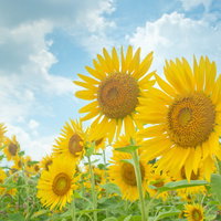 入道雲が湧く夏空を背景に咲く向日葵の横姿の写真