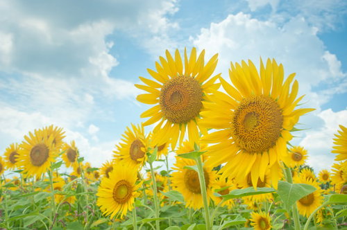 入道雲が湧く夏空を背景に咲く向日葵の横姿