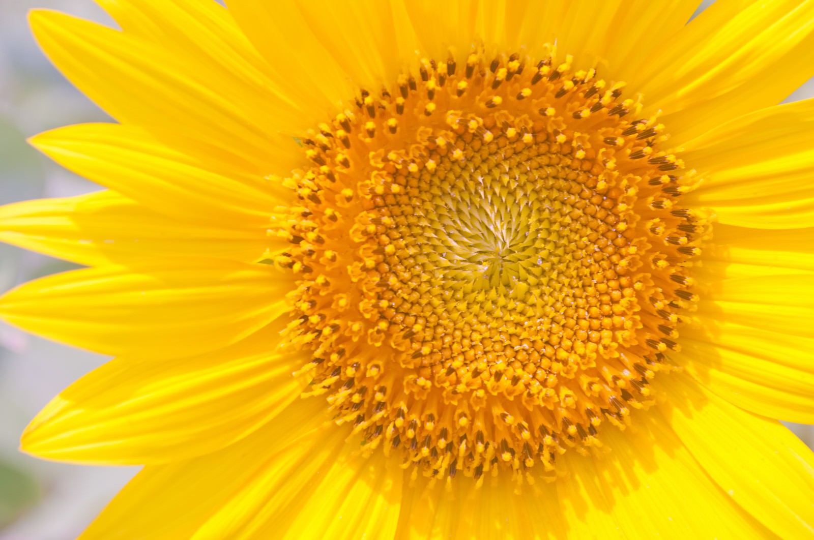 正面から撮った向日葵の花びら