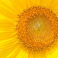 夏空の下で咲く向日葵の花びらの写真