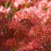 赤い花が隙間なく密集して咲く彼岸花の群落の写真