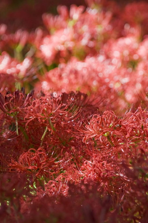 赤い花が隙間なく密集して咲く彼岸花の群落