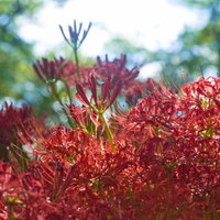 空から差す光の筋に照らされて咲く赤い彼岸花の写真