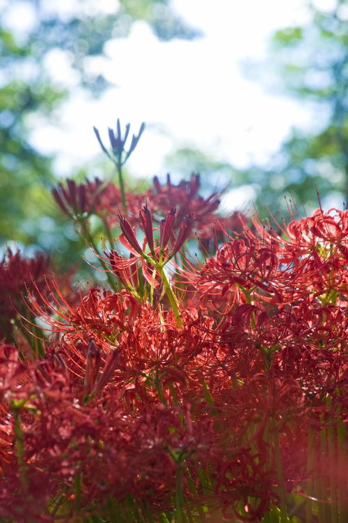 空から差す光の筋に照らされて咲く赤い彼岸花