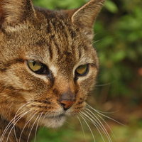 目を細めてこちらを睨みつける不機嫌そうな猫の顔の写真