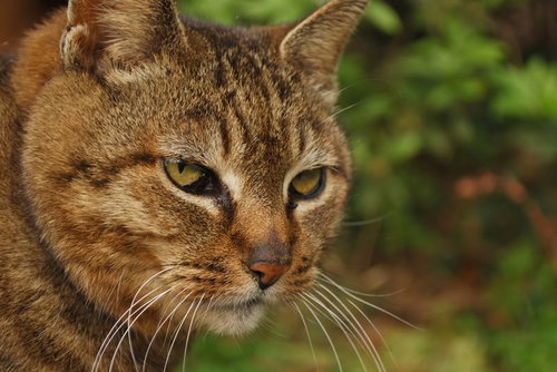 目を細めてこちらを睨みつける不機嫌そうな猫の顔