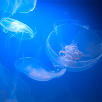 暗い水中でふわりと浮かぶ透明な水族館のくらげの写真