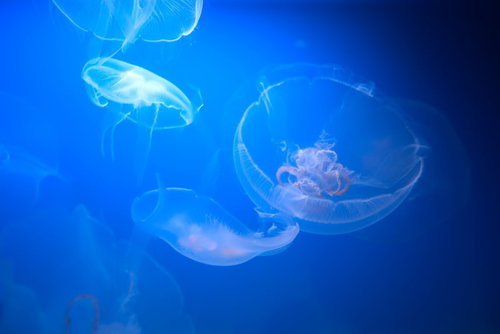 暗い水中でふわりと浮かぶ透明な水族館のくらげ